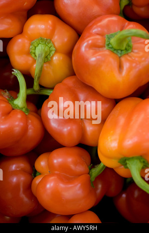 Ein Haufen von frische reife rote Paprika Capsicum annuum Stockfoto