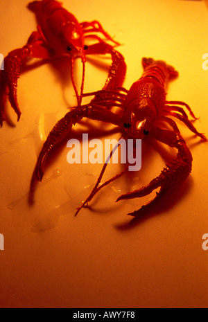 Zwei plastische Krebse - die gemeinsame Yabby, Cherax destructor, ein australischer Süßwasser-Krustentiere Stockfoto