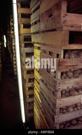 Elektrische Neonlicht auf Aussaat von Kartoffeln zu bringen Stockfoto