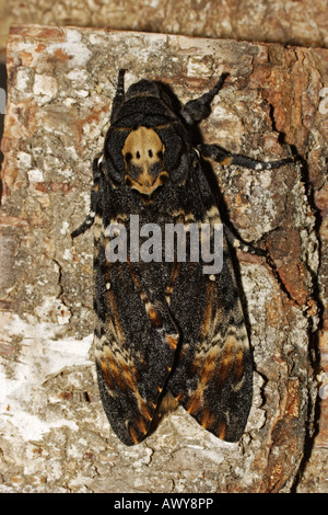 Totenkopfschwärmer Acherontia atropos Stockfoto