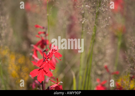 BLUME-SNAPDRAGON IN BOTANISCHEN UMGEBUNG Stockfoto
