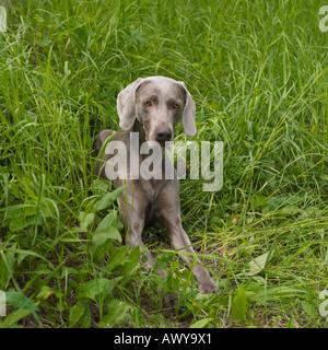 Porträt des Hundes Stockfoto