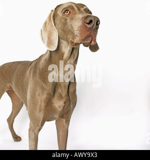 Porträt des Hundes Stockfoto