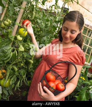 Schwangere Frau Kommissionierung Tomaten Stockfoto