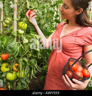 Schwangere Frau Kommissionierung Tomaten Stockfoto