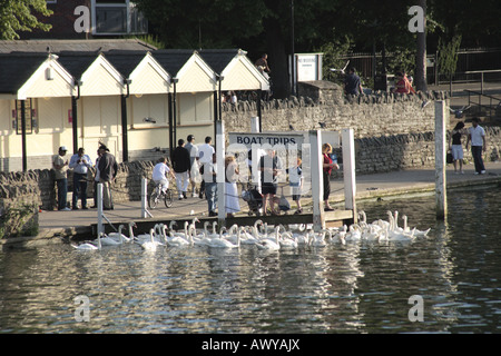 Warteschlange der Schwäne am Bootsanleger Stockfoto