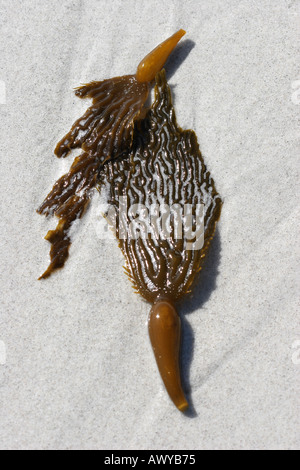 Algen am Strand von Carmel-By-Sea, Kalifornien USA Stockfoto