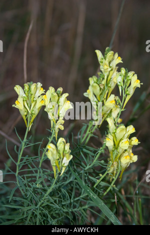 Gemeinsame oder gelbes Leinkraut Blüte lateinische Name Linaria Vulgaris der Familie Scrophulariaceae Stockfoto