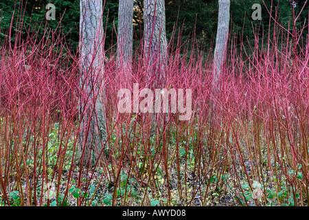 Hartriegel im Herbst in Westonbirt Arboretum in der Nähe von Tetbury Gloucestershire England Stockfoto