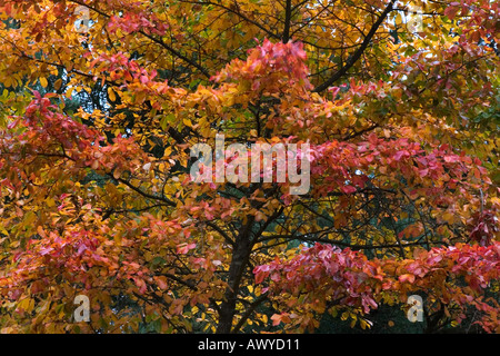 Herbst Farben bei Westonbirt Arboretum in der Nähe von Tetbury Gloucestershire England Stockfoto