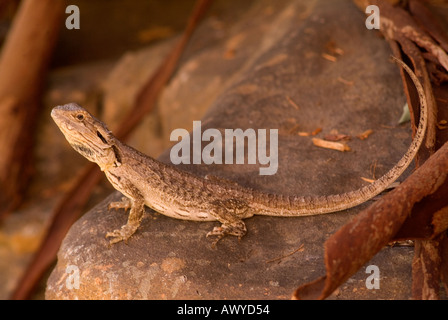 Der australische Bartdrache Pogona barbatus, auch bekannt als Eastern Bearded Dragon oder Common Bearded Dragon Stockfoto