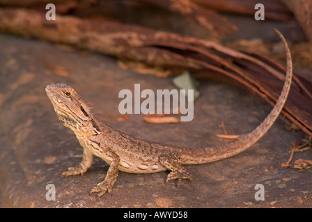 Der australische Bartdrache Pogona barbatus, auch bekannt als Eastern Bearded Dragon oder Common Bearded Dragon Stockfoto