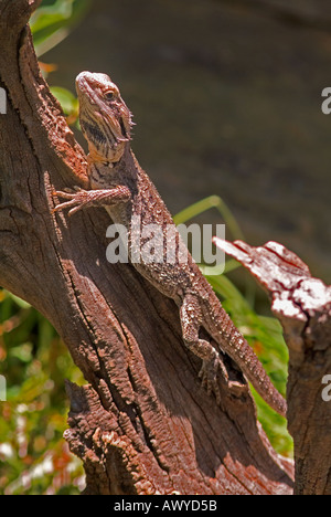 Der australische Bartdrache Pogona barbatus, auch bekannt als Eastern Bearded Dragon oder Common Bearded Dragon Stockfoto