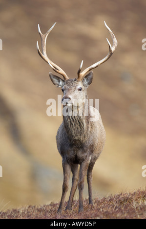 Aufgenommen in Alladale Wildnis-Reserve. Stockfoto