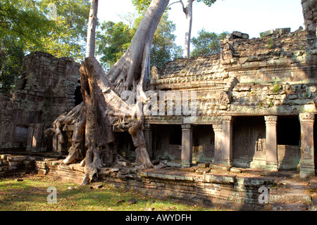 Kambodscha, Angkor Tempel Preah Khan, typische Szene Gelände mit Seide – Baumwolle Baumwurzel wachsen über Mauern des Heiligtums Stockfoto