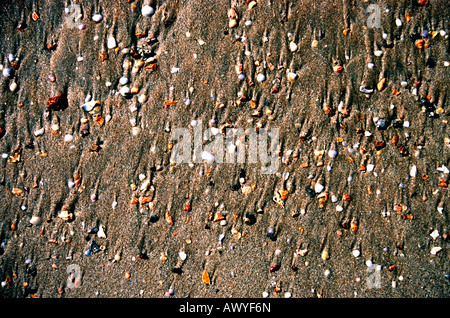 Muscheln auf Stein Strand in Kroatien Stockfoto, Bild: 159512012 - Alamy