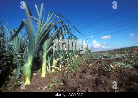 Mann mit großen Lauch in der Nähe seiner Brust Gärtner Lincolnshire UK Stockfoto