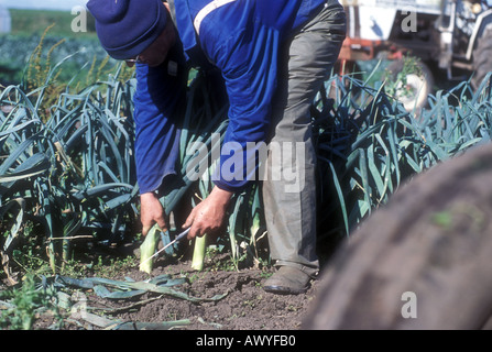 Mann mit großen Lauch in der Nähe seiner Brust Gärtner Lincolnshire UK Stockfoto