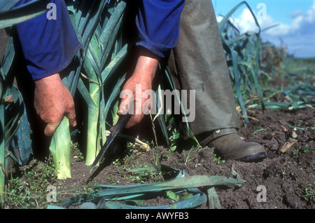 Mann mit großen Lauch in der Nähe seiner Brust Gärtner Lincolnshire UK Stockfoto