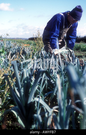 Mann mit großen Lauch in der Nähe seiner Brust Gärtner Lincolnshire UK Stockfoto