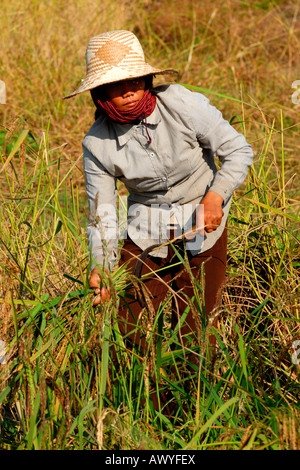 Kambodscha, Siem Reap, pastorale Szene ziemlich native ethnischen Bauernmädchen bei der Arbeit im Bereich schneiden Stroh mit Sense Stockfoto