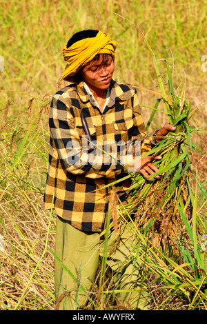 Kambodscha, Siem Reap, pastorale Szene ziemlich native ethnischen Bauernmädchen bei der Arbeit im Bereich schneiden Stroh mit Sense Stockfoto