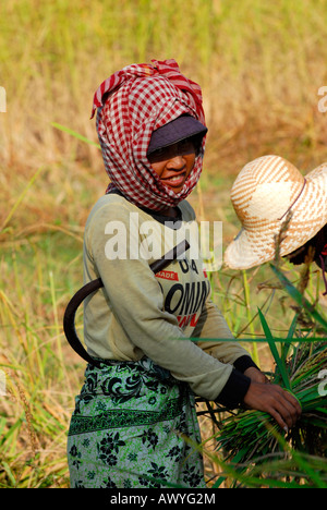 Kambodscha, Siem Reap, pastorale Szene ziemlich lächelnd ethnischen native Bauernmädchen bei der Arbeit im Bereich schneiden Stroh mit Sense Stockfoto