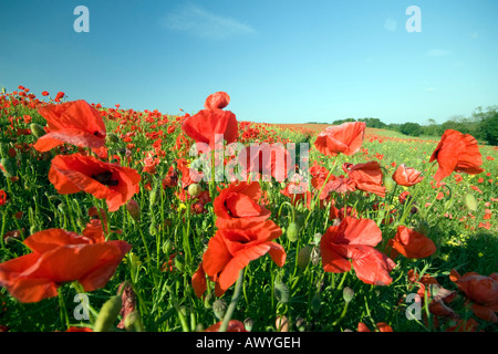 Mohn Papaver Somniferum BLOWING IN THE WIND IN ein Feld IN LINCOLNSHIRE Stockfoto