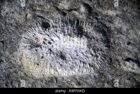 Fossile Pilze Korallen Pilzkorallen sp in Kalkstein auf Hoga Insel Wakatobi Marine Park Sulawesi Indonesien Stockfoto