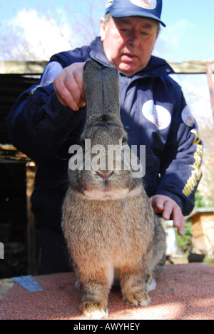 Deutsche Kaninchen Züchter Karl Szmolinsky mit seinem Riesen-Kaninchen Stockfoto