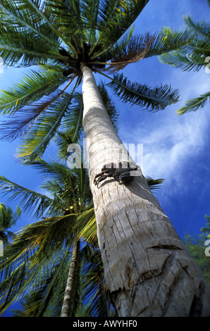 Vom Aussterben bedrohte Coconut Crab Birgus Latro Wakatobi National Marine Park Sulawesi Indonesien Stockfoto