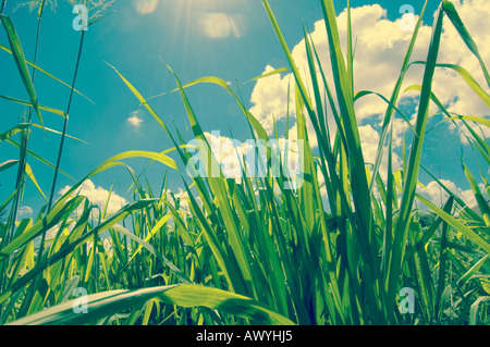 Florida farm field with wild green ground cover and dramatic clouds Stockfoto