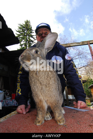 Deutsche Kaninchen Züchter Karl Szmolinsky mit seinem Riesen-Kaninchen Stockfoto