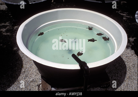 Jungtier Hawksbill Schildkröten Eretmochelys Imbricata unter ärmlichen Verhältnissen in einer Schildkrötenfarm aufrechterhalten Stockfoto