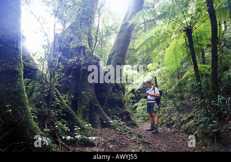 Buschwanderer prüft die Karte in der Nähe von alten Stand des antarktischen Buche (Nothofagus Moorei) Stockfoto