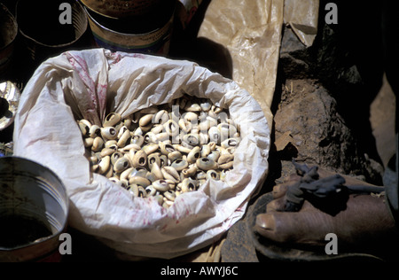 Kaurischnecken Cypraea Moneta verwendet in Nordafrika seit Jahrhunderten als Währung. Stockfoto