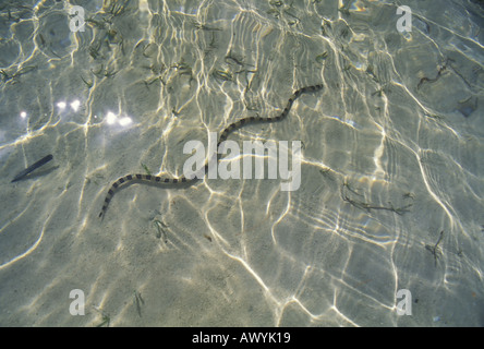 Banded Schlange Aal Myrichthys Colubrinus schwimmen in Seegraswiese Stockfoto