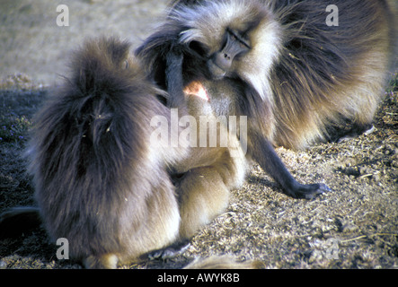 Vom Aussterben bedrohte Gelada Pavian Theropithecus Gelada in freier Wildbahn in den Simien Mountains Nationalpark-Äthiopien Stockfoto