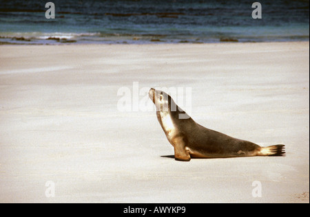 Eine Dichtung am Strand von der Seal Bay Conservation Park auf Kangaroo Island in Südaustralien Stockfoto