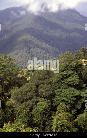 Blick über den subtropischen Regenwäldern des Dorrigo National Park von Skyway nördlichen New South Wales Australien Stockfoto