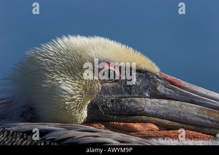 Brauner Pelikan Pelecanus Occidentalis Kopfschuss zeigt Nahaufnahme des Auges neben California Stockfoto