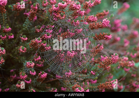 Orb Spider Web in Heather Stockfoto