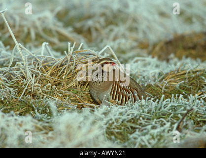 Red-legged Partridge Alectoris rufa in Frost Stockfoto