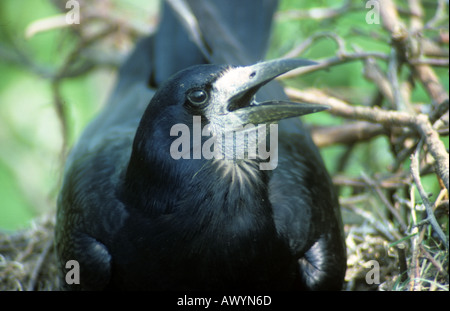 Rook Corvus Frugilegus Inkubation Eiern Stockfoto