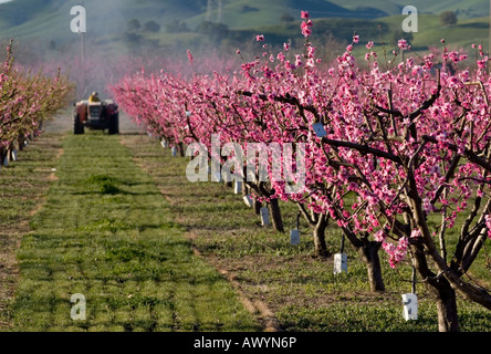 Ein Züchter versprüht seinen Obstgarten in Brentwood, Kalifornien am 17. März 2008. (Foto von Kevin Bartram) Stockfoto