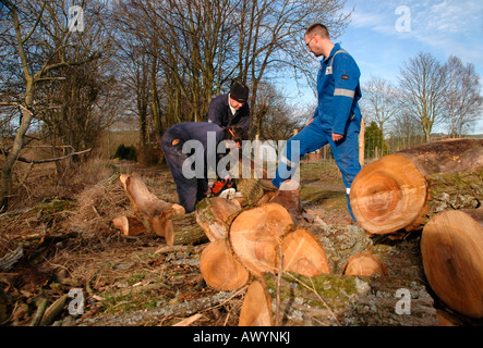 Männer in den Prozess der Sägen und sammeln Protokolle aus einem umgestürzten Baum. Stockfoto