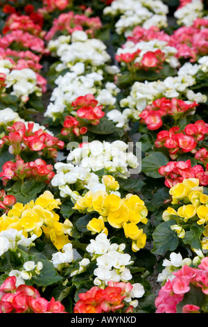 Begonie-Blumen Stockfoto