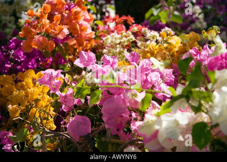 Bougainvilla Blumen Stockfoto