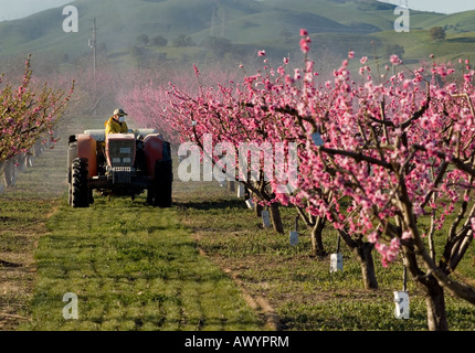 Ein Züchter versprüht seinen Obstgarten in Brentwood, Kalifornien am 17. März 2008. (Foto von Kevin Bartram) Stockfoto