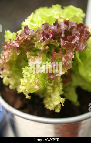 Salat in Töpfen wachsen Stockfoto